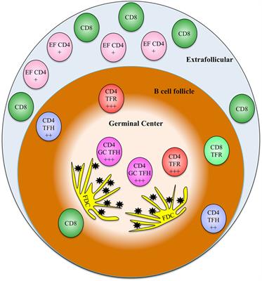 Frontiers | The B-Cell Follicle In HIV Infection: Barrier To A Cure